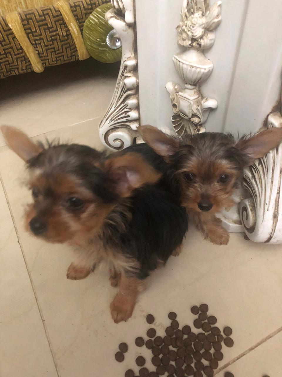 animales y mascotas - OFERTA CACHORRO YORKIE AMBOS SEXO EN SANTO DOMINGO