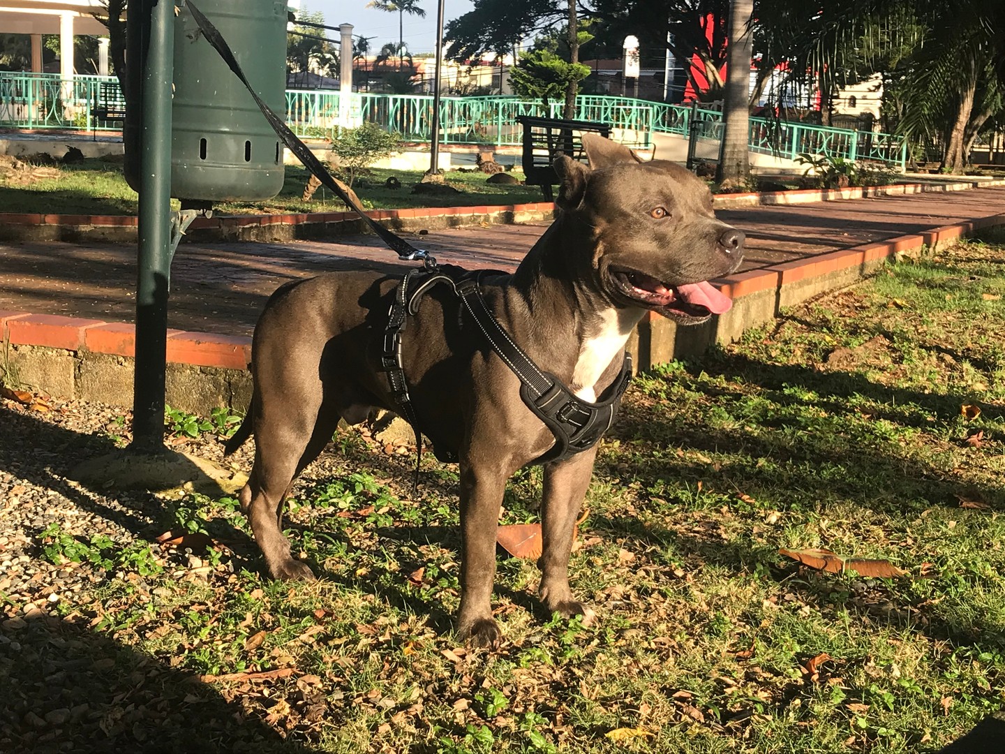 animales y mascotas -  American Stanford Blue, pitbull 
bully