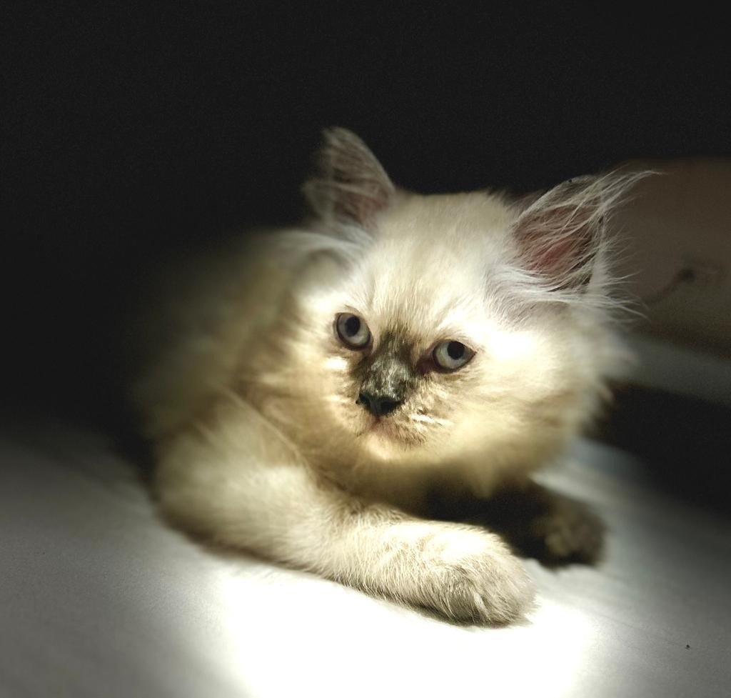 animales y mascotas - Gato Persa Himalaya Doll Face 2 meses en venta. 