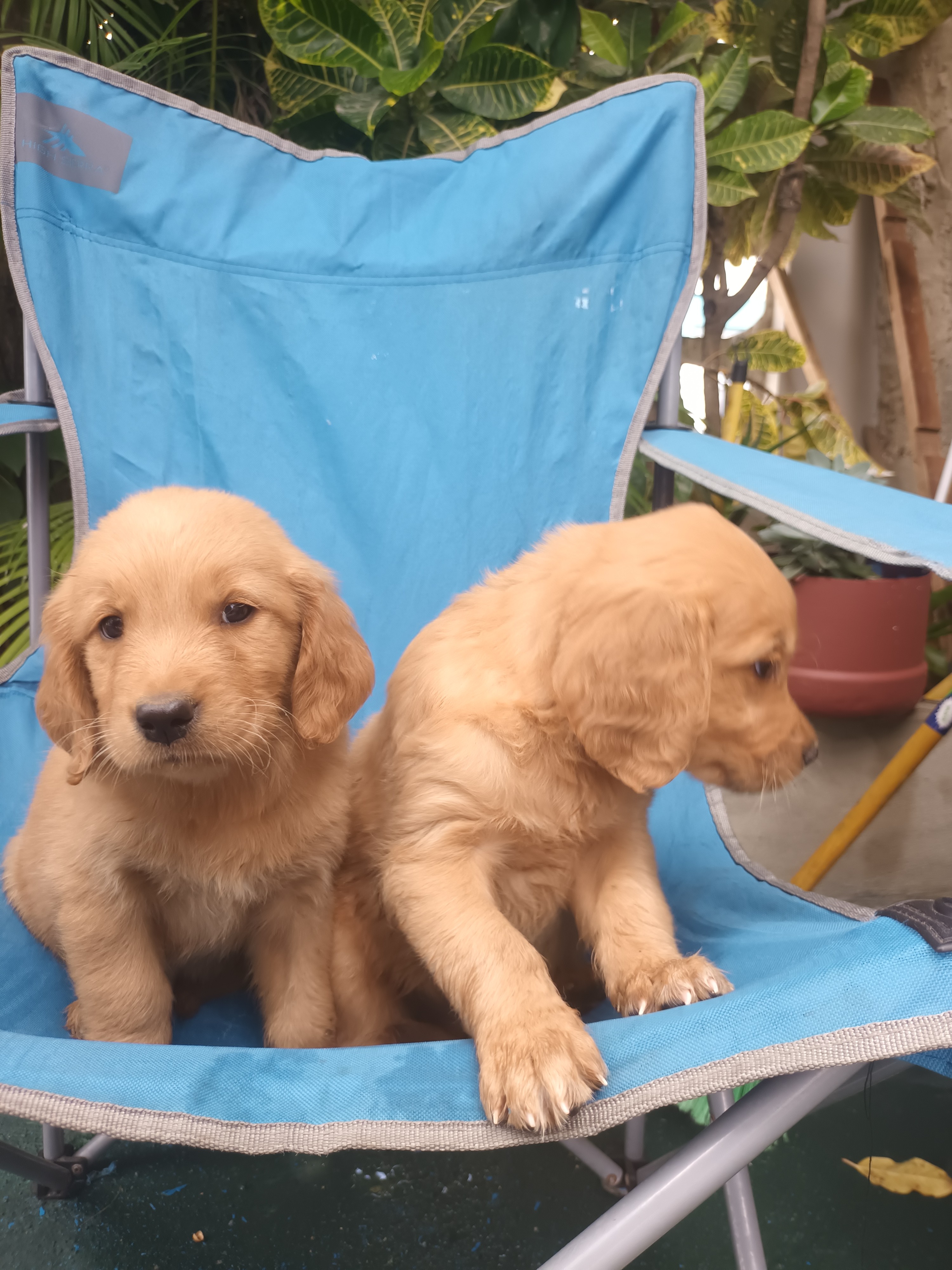 animales y mascotas - Hermoso cachorros Golden  Retriever listo para entregar vacunas al día  3