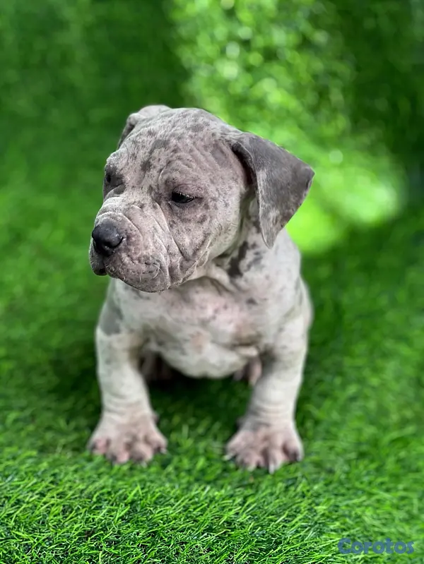 animales y mascotas - pitbully hembra blue Merle  2
