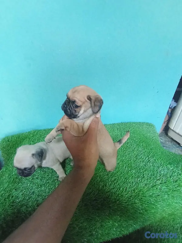 animales y mascotas - pug 4