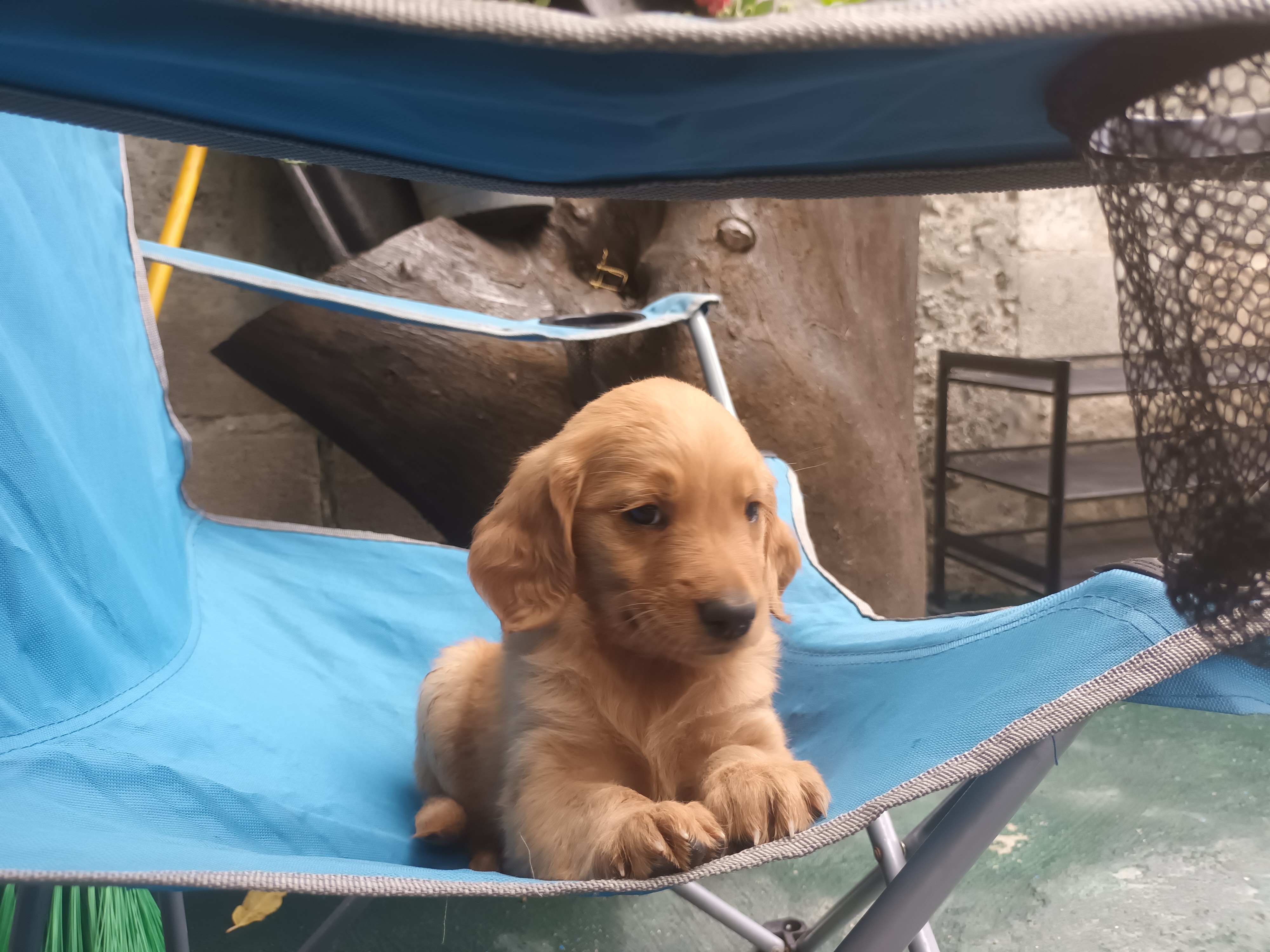 animales y mascotas - Hermoso cachorros Golden  Retriever listo para entregar vacunas al día  4