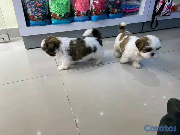 animales y mascotas - hermosos cachorritos de shitzu toy 2
