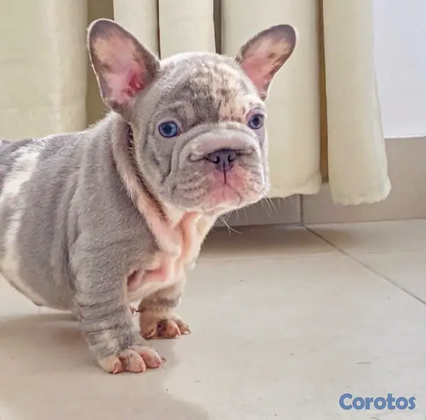 animales y mascotas - Bulldog Frances  3