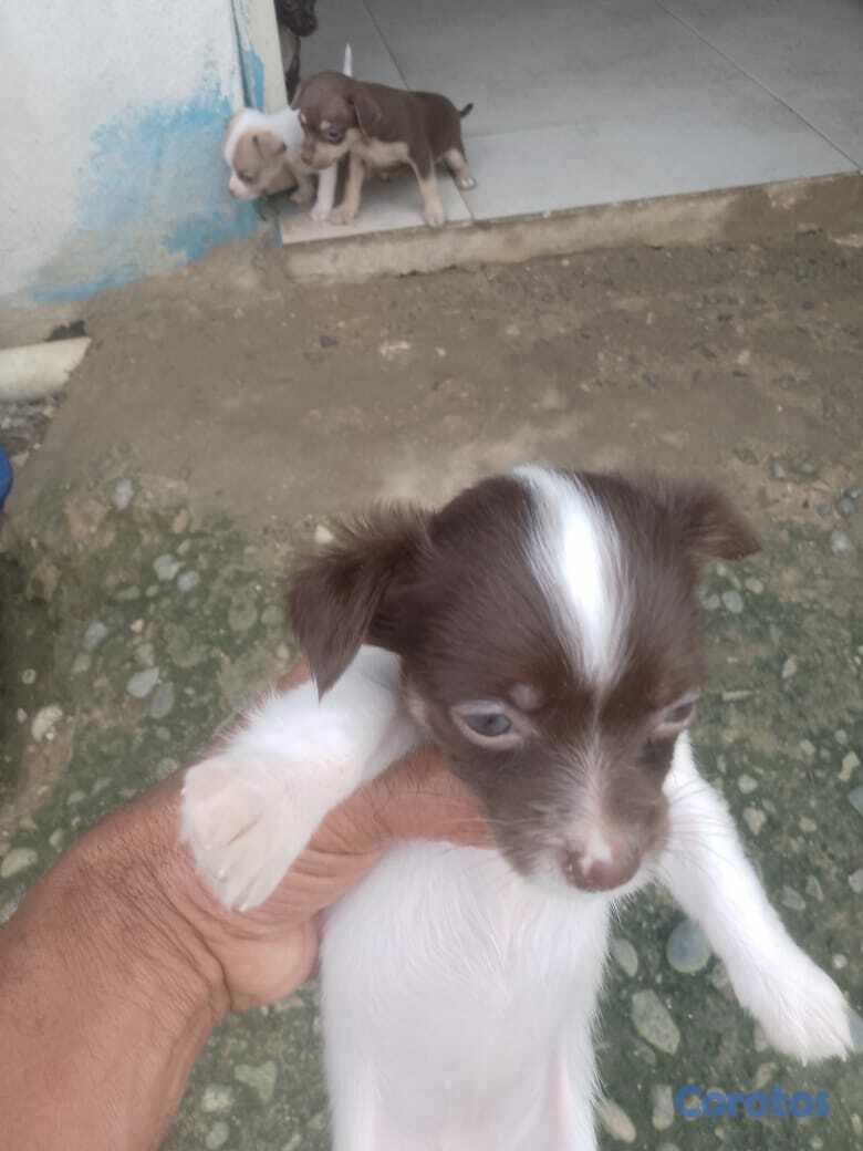 animales y mascotas - Chihuahua no 2 2