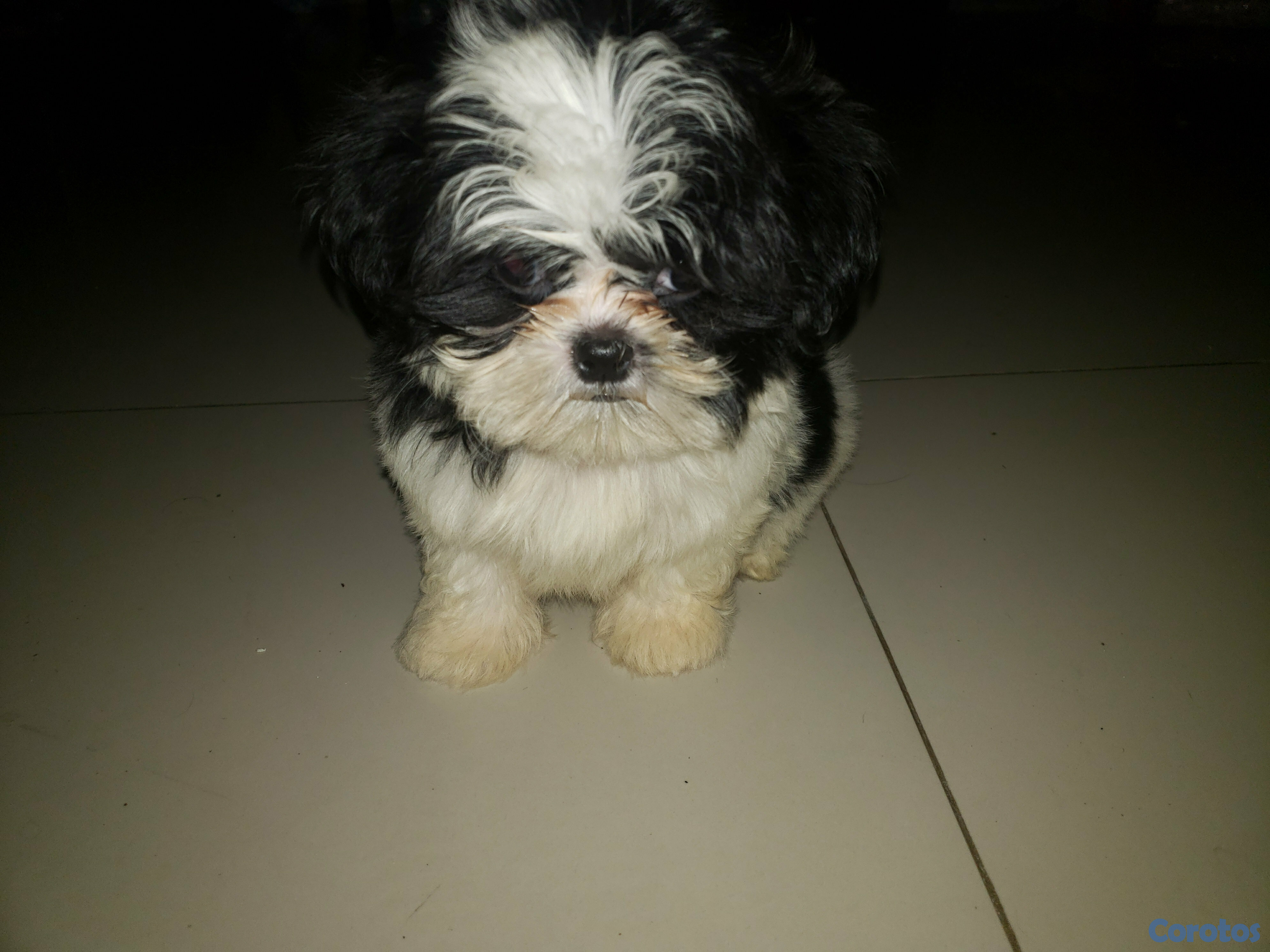 animales y mascotas - shih tzu hembra  1