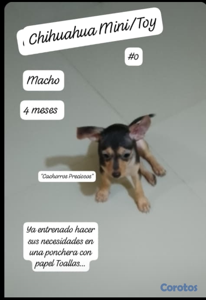 animales y mascotas - Chihuahua Mini/Toy #0 1