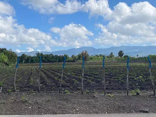 solares y terrenos - Terreno con 13,852 Mts2 en Limonal, Licey  3