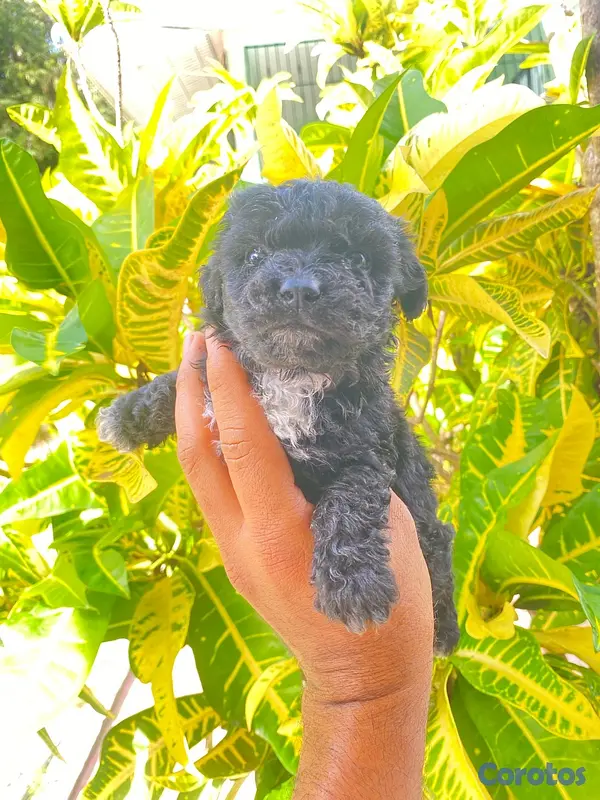 animales y mascotas - Poodle 4