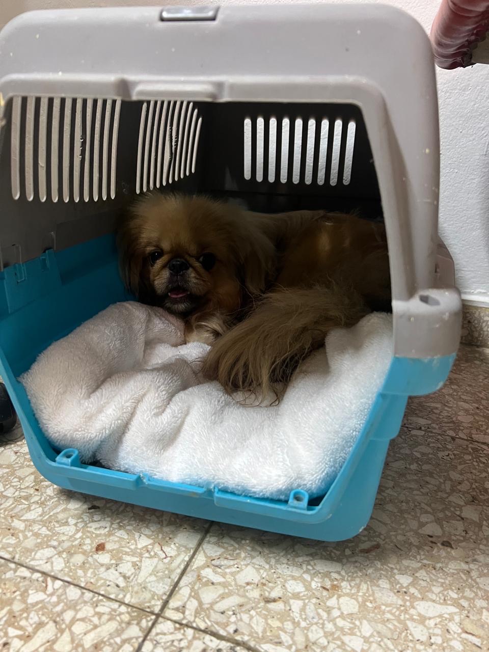 animales y mascotas - Cachorros Pekinés machos 1