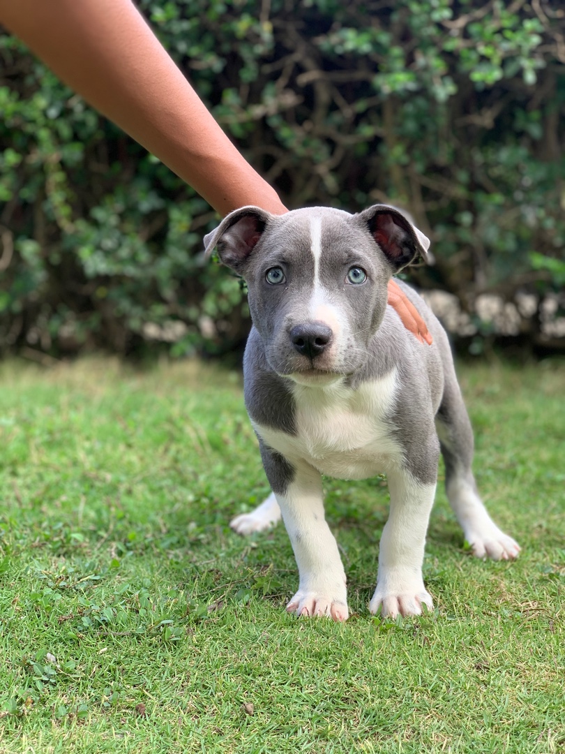 animales y mascotas - pitbull pura raza 2 meses