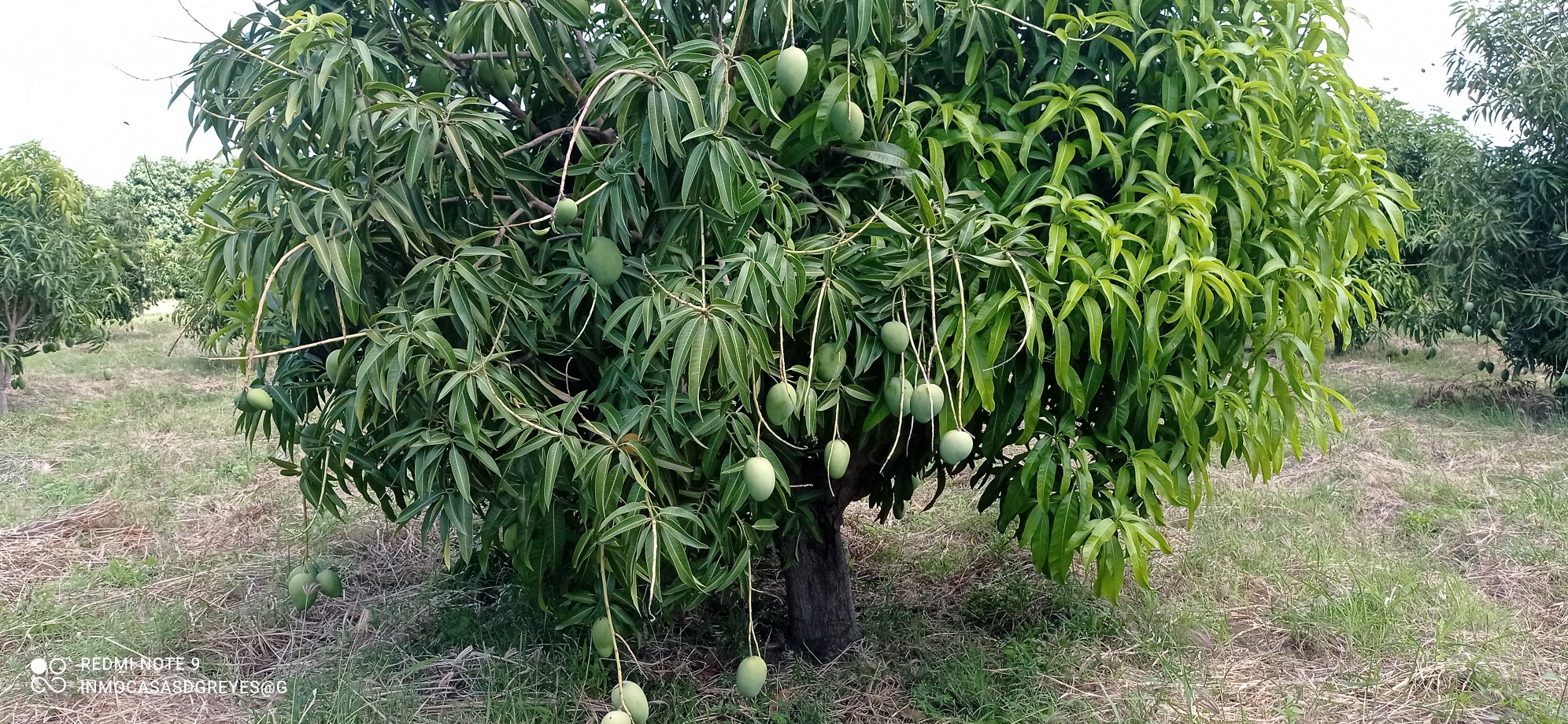 Se vende finca de mango en la provincia peravía.