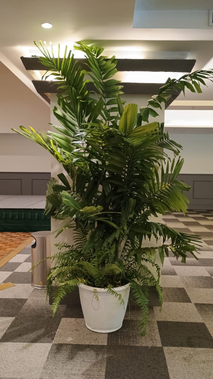 servicios profesionales - Alquiler de Plantas para Eventos 5