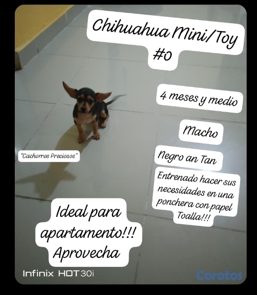 animales y mascotas - Chihuahua Mini/Toy #0 2