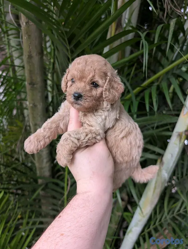 animales y mascotas - hermosos cachorritos goldendoodle 5