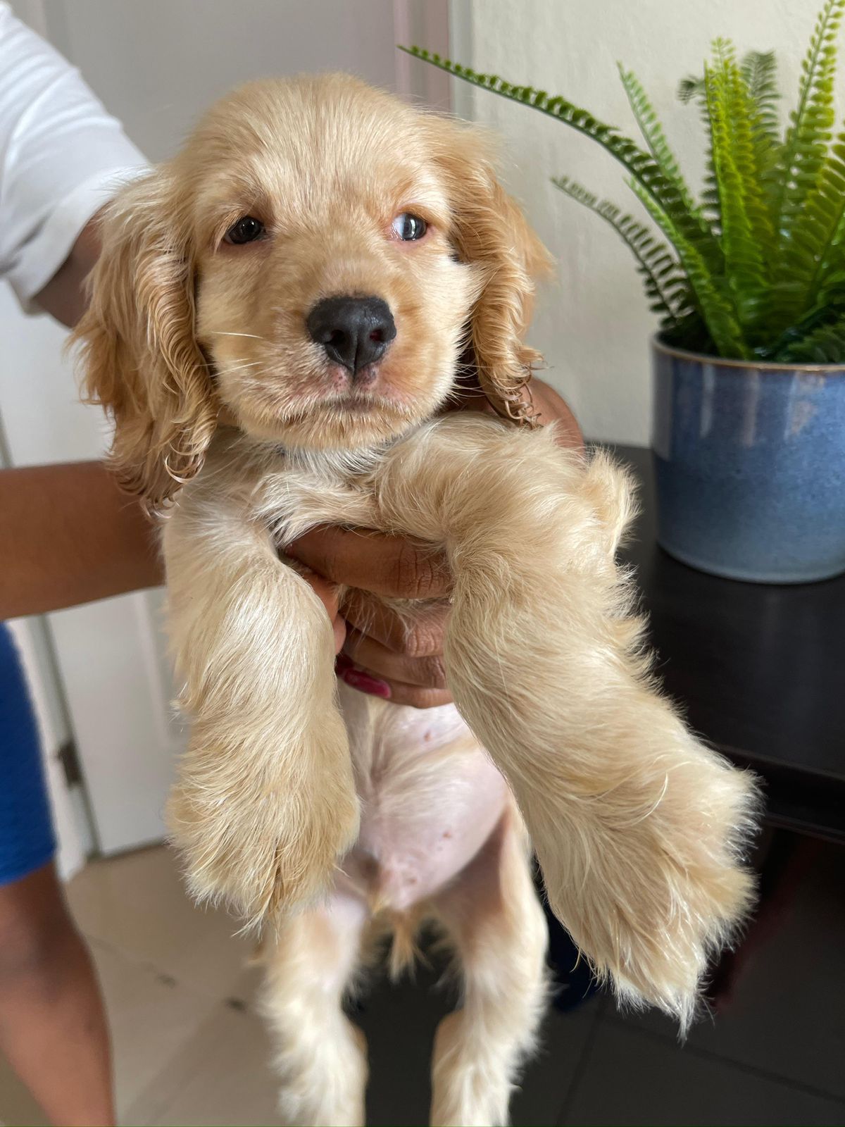 animales y mascotas - OFERTA CACHORRO COCKER SPANIEL MACHO EN SANTO DOMI