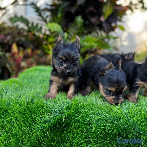 animales y mascotas - Yorkie mini 5