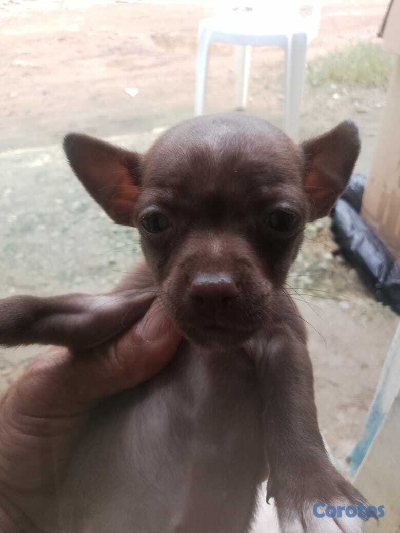 animales y mascotas - Chihuahua no 2 1