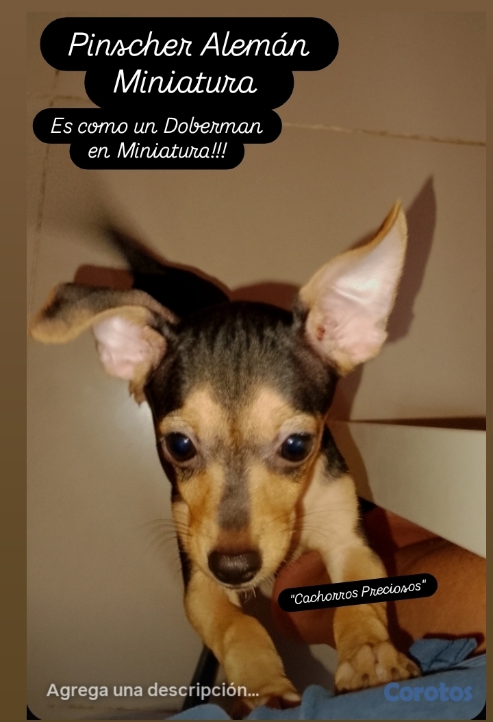 animales y mascotas - Chihuahua Mini/Toy #0 3