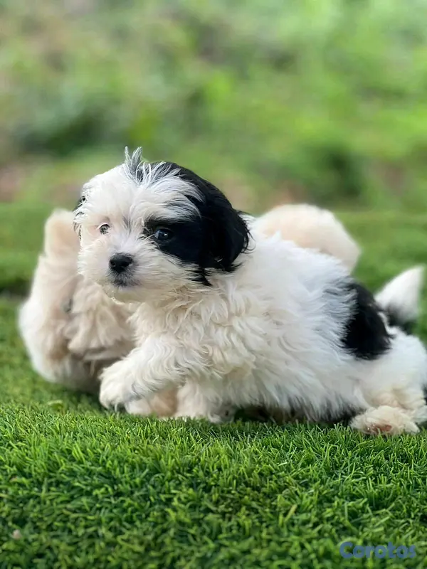 animales y mascotas - hermosos cachorritos shipoo toy  4