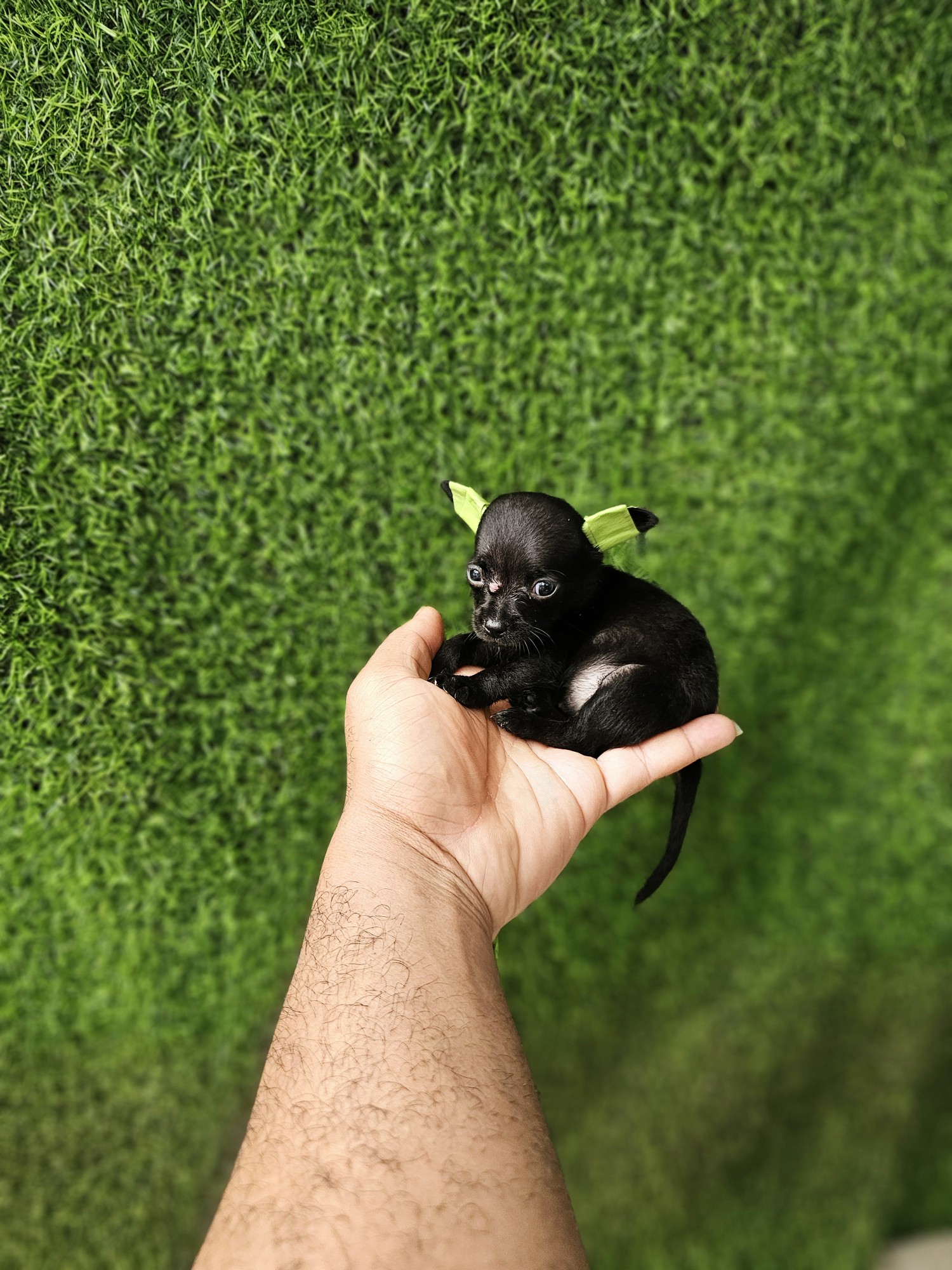 animales y mascotas - Chihuahua 100% puros 
 9