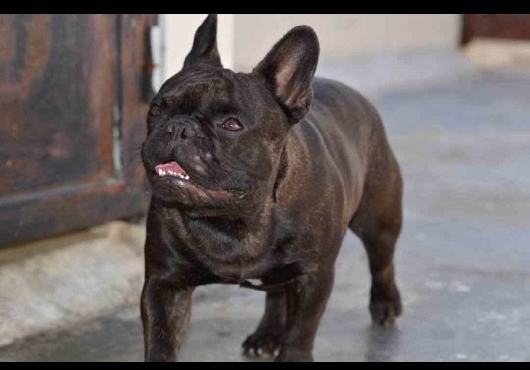 Disponible para monta  bulldog  francés con pedigree 