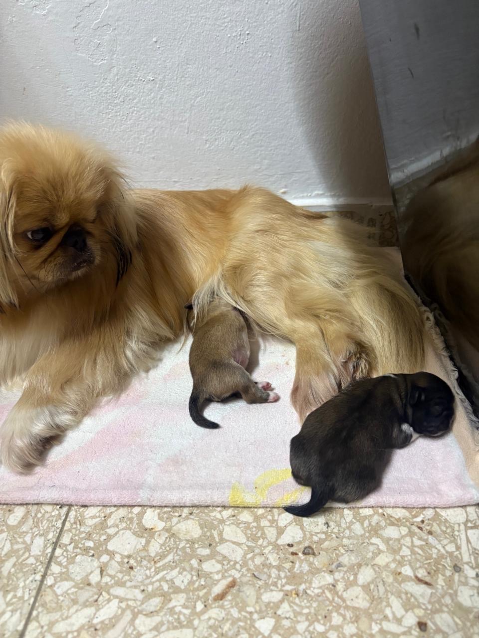 animales y mascotas - Cachorros Pekinés machos 3