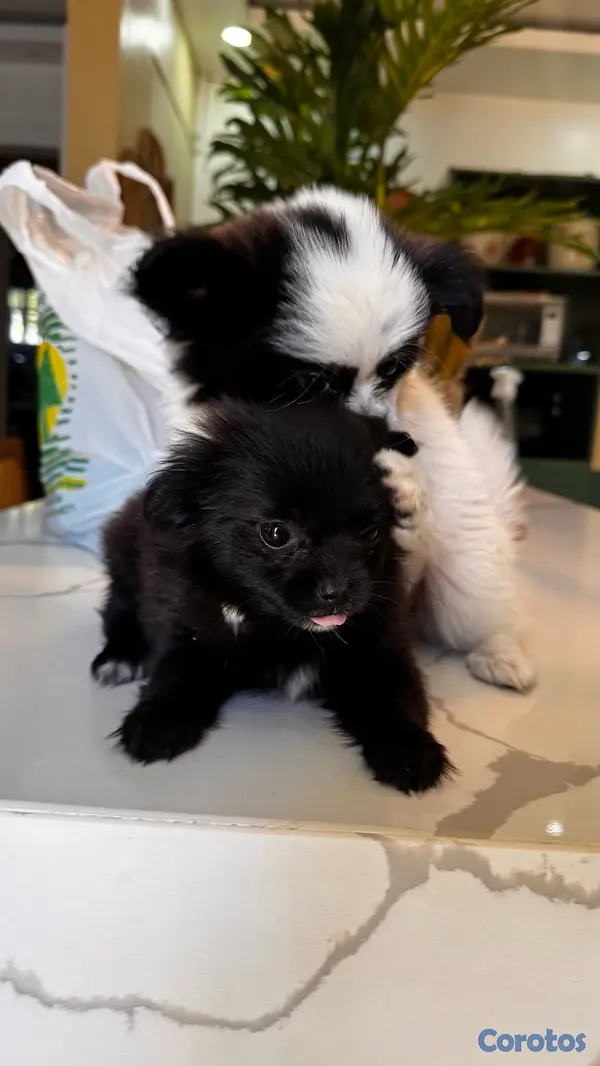 animales y mascotas - shiranias cachorros  6