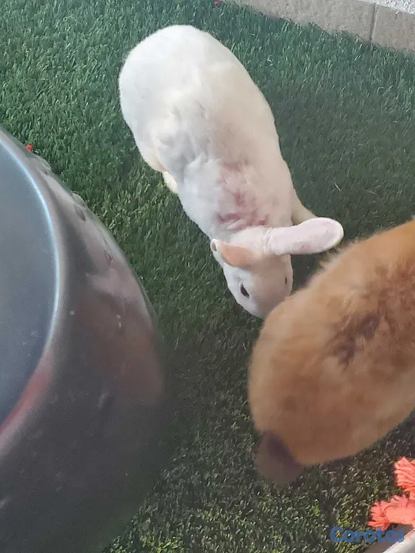 animales y mascotas - vendo pareja de conejos enanos 3