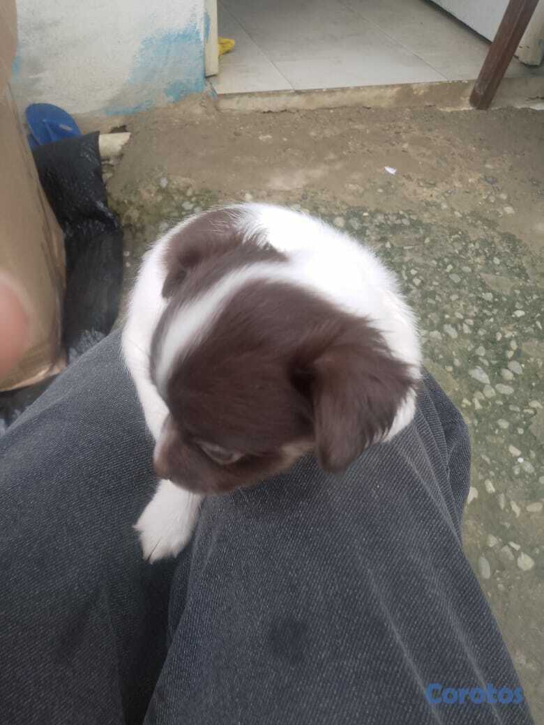 animales y mascotas - Chihuahua no 2 3