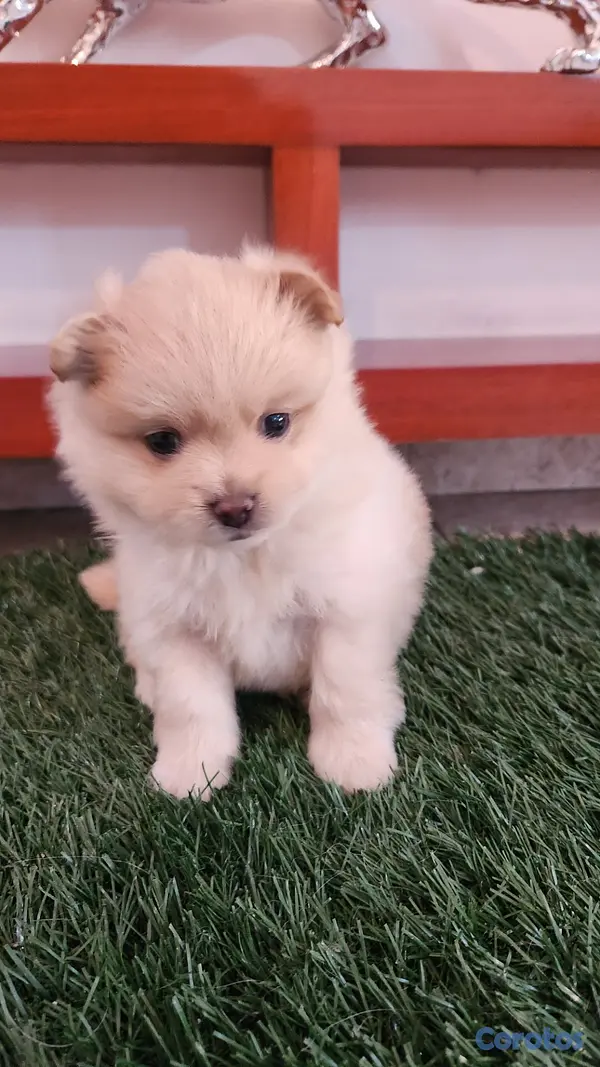 animales y mascotas - ACCESORIOS PARA MASCOTAS  8