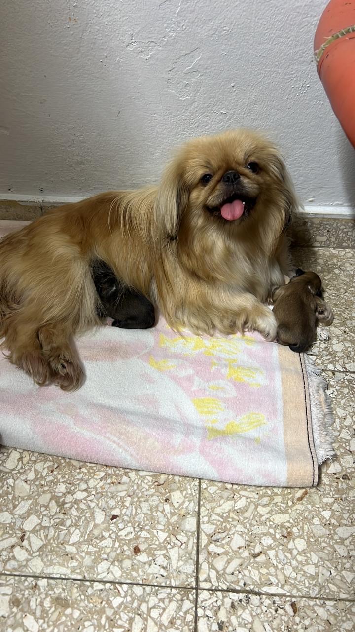 animales y mascotas - Cachorros Pekinés machos 5