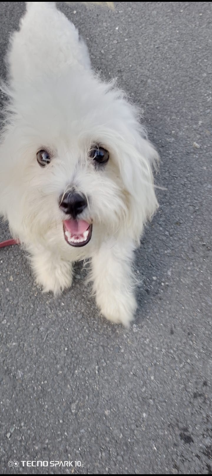 animales y mascotas - Shitzu y yorkipoo 1