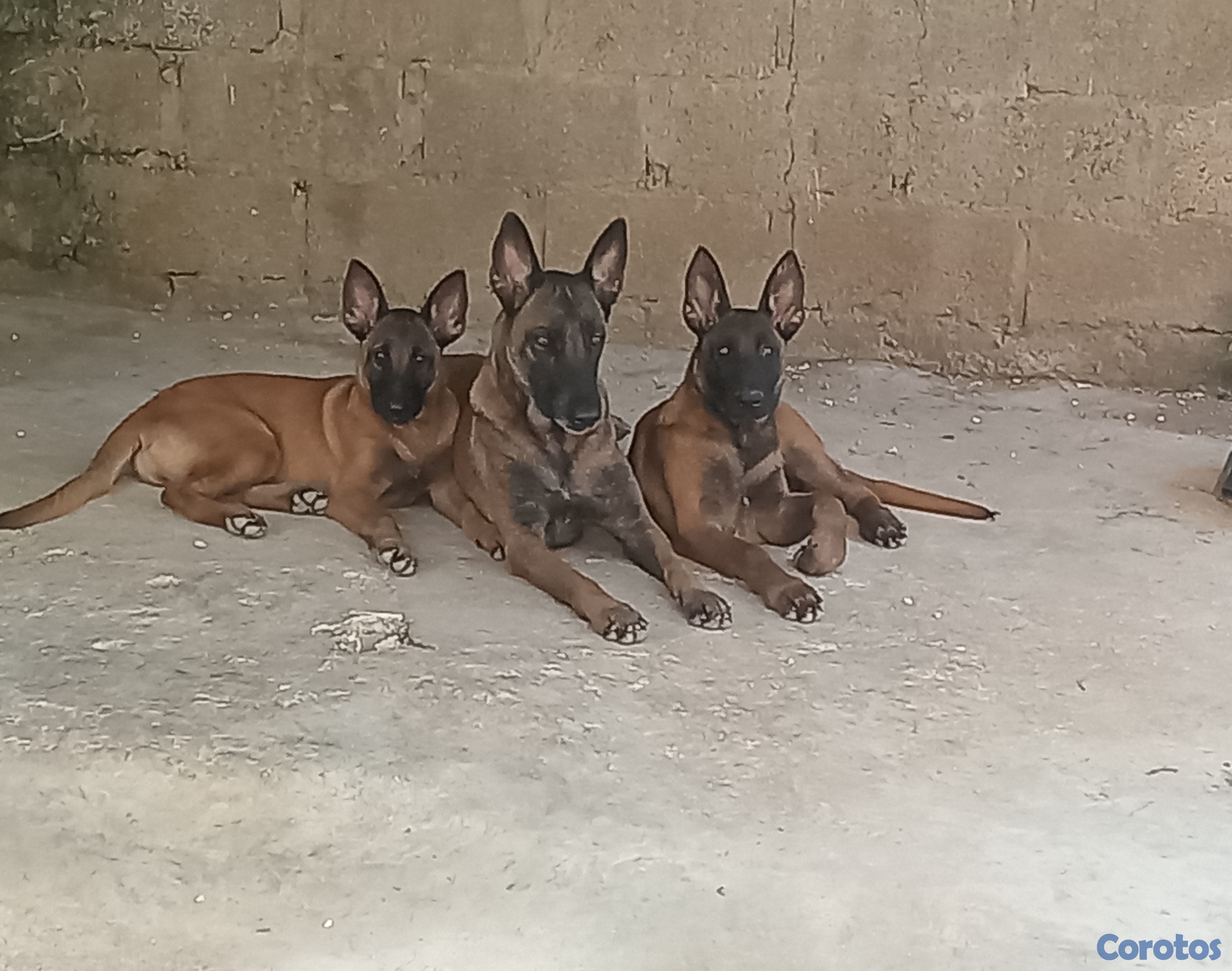 animales y mascotas - Pastor belga malinois, 4 meses de nacimiento 35 mil pesos.  1