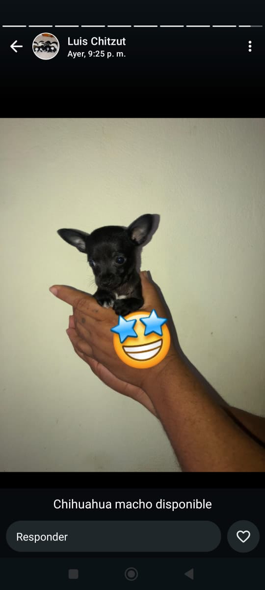 animales y mascotas - excelente cachorro chihuahua macho 