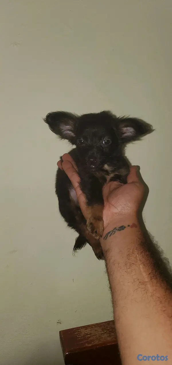 animales y mascotas - chihuahua mariposa  2