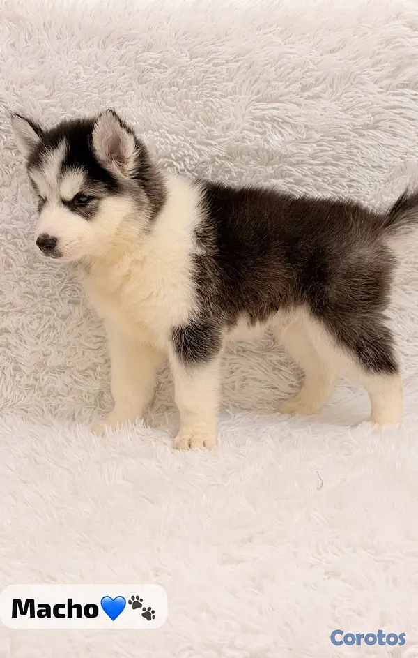 animales y mascotas - Huskys  3