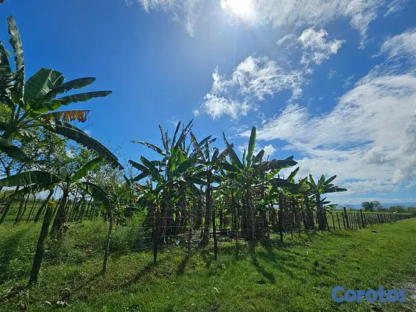 solares y terrenos - Se Vende Finca de 66 Tareas en San Francisco de Macorís Macoris 7