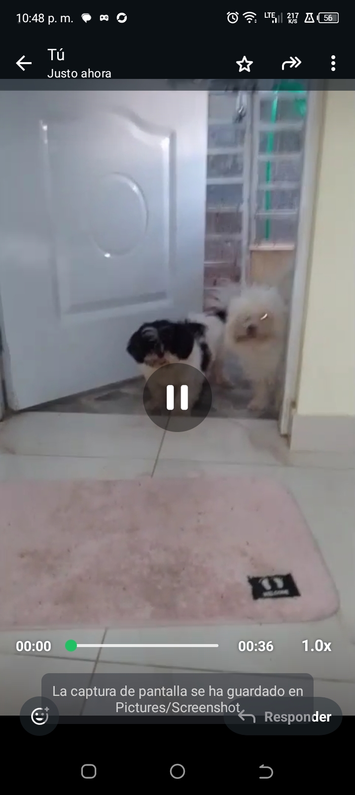 animales y mascotas - Shitzu y yorkipoo 2