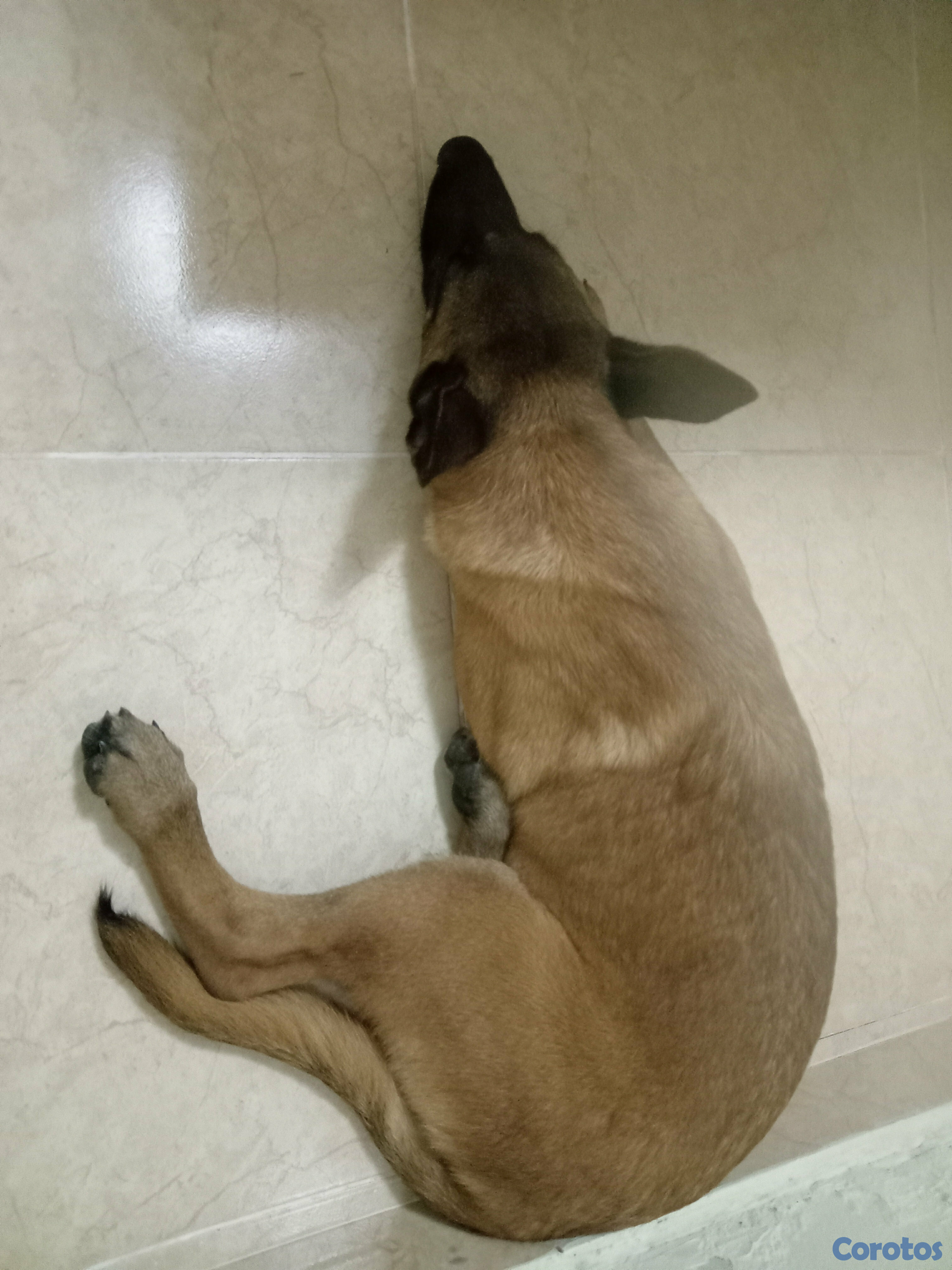 animales y mascotas - Pastor belga malinois, 4 meses de nacimiento 35 mil pesos.  2