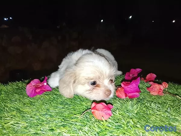 animales y mascotas - Shipoo Disponibles  12