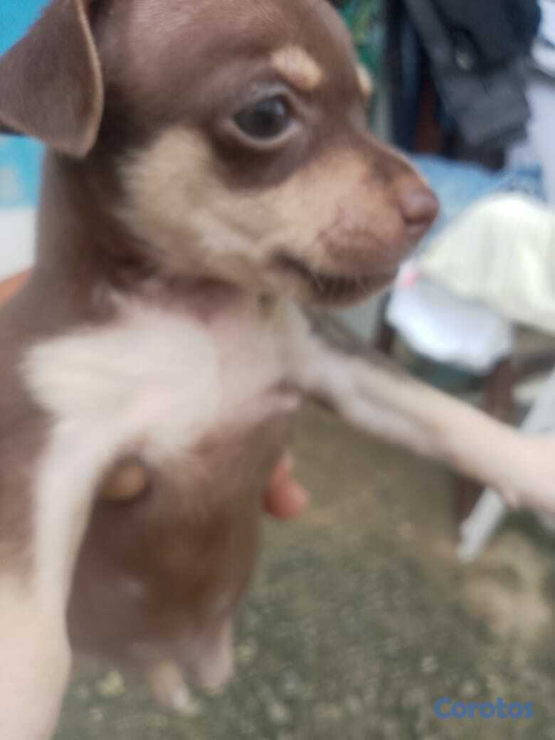 animales y mascotas - Chihuahua no 2 5