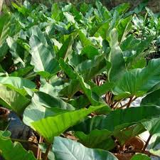 herramientas, jardines y exterior - Plantas de pipiota yautia coco 