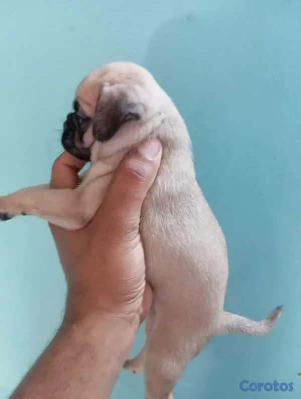 animales y mascotas - pug 3