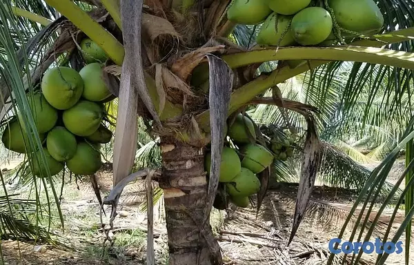solares y terrenos - Finca de coco Enanos, Favor Solo cliente no broker 7