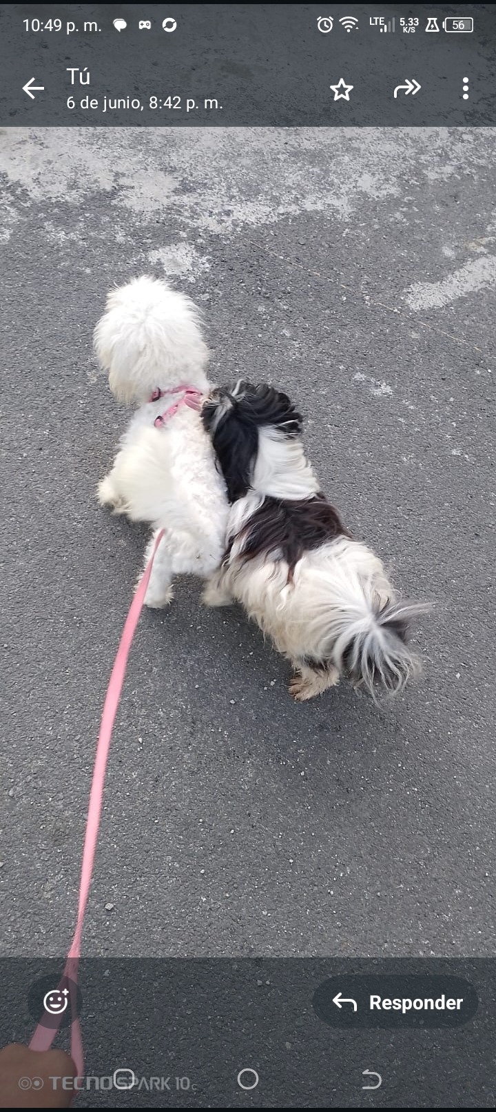 animales y mascotas - Shitzu y yorkipoo 3