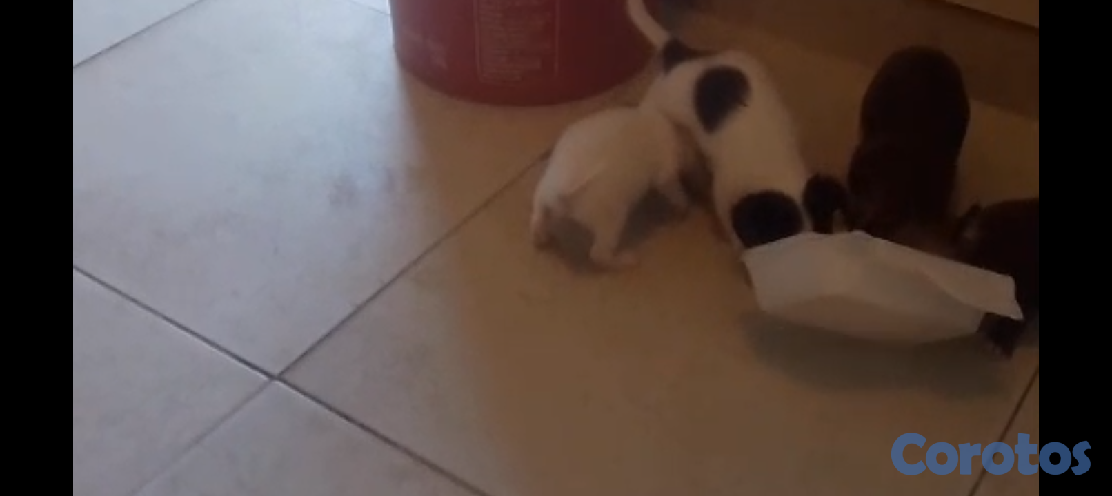 animales y mascotas - Chihuahua no 2 6