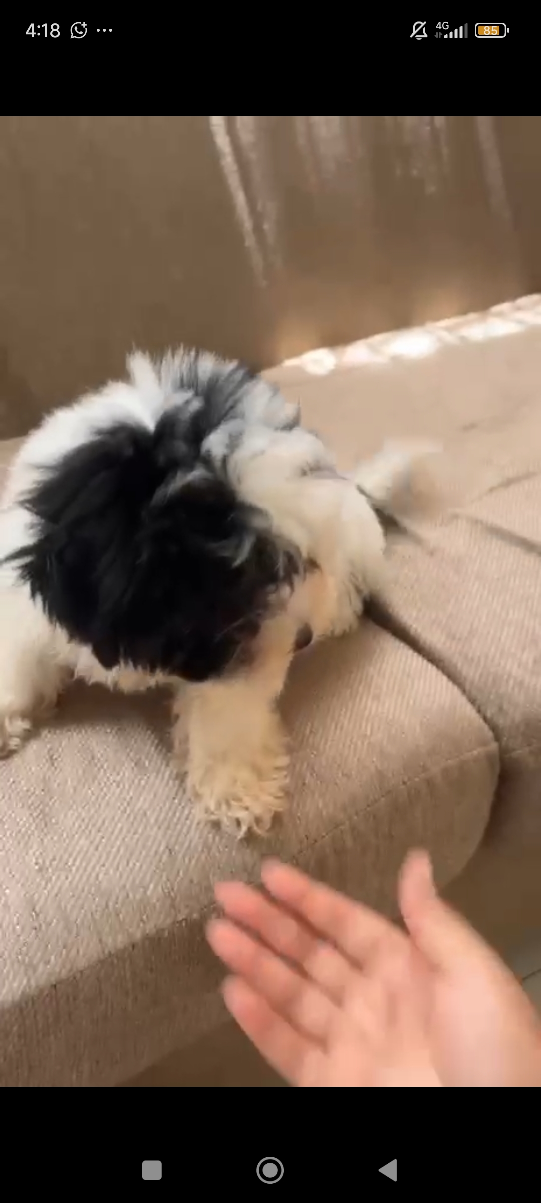 animales y mascotas - MaltipooMacho 1