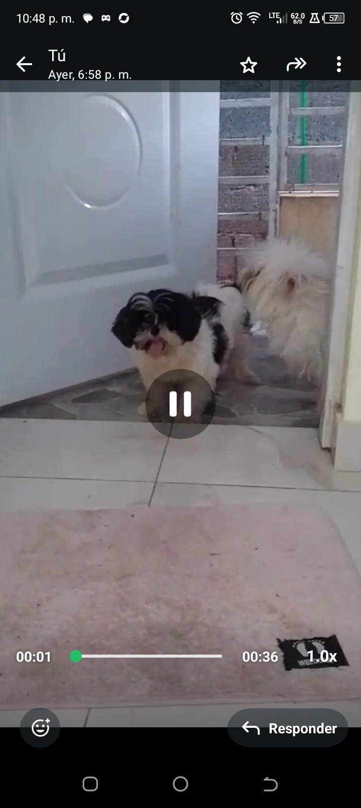 animales y mascotas - Shitzu y yorkipoo 4